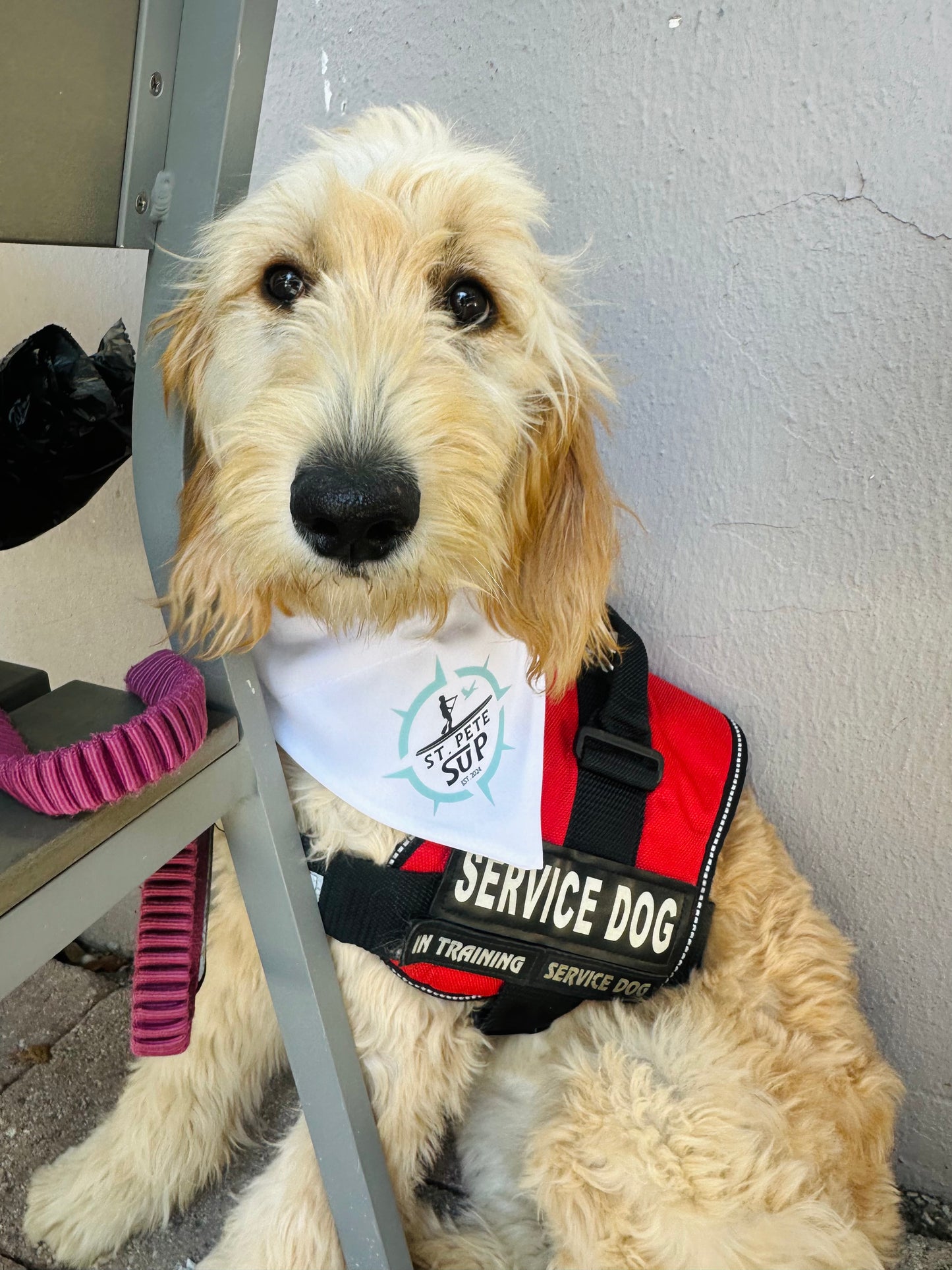 Dog Bandana for Paddle Boarding – SUP Pup