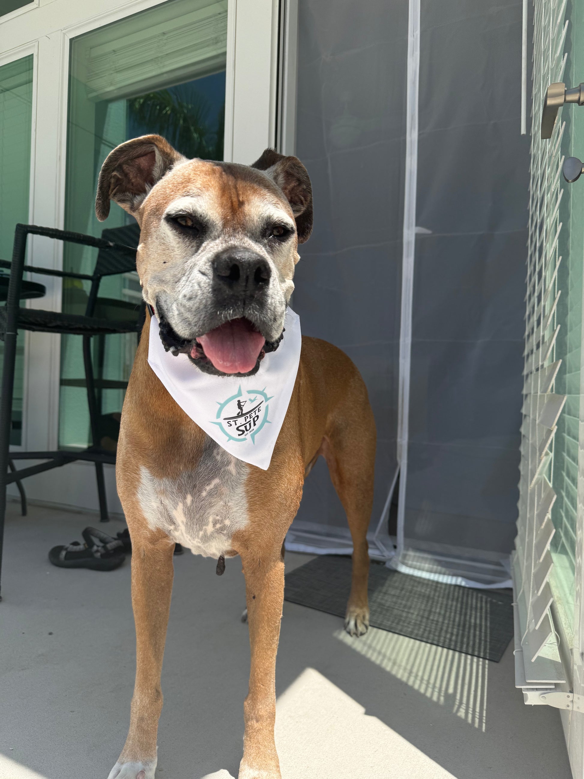 Dog Wearing Bandana - St. Pete