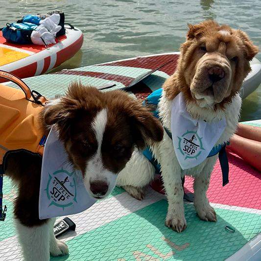 Paddle Board Dogs of St. Pete