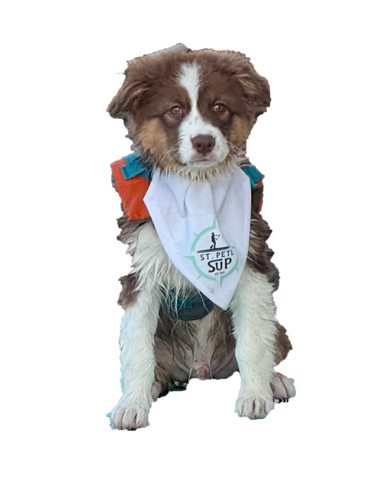 SUP Pup Bandana