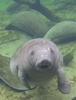 Patterson Carroll and Will Martin Discuss The Save The Manatee Club Event